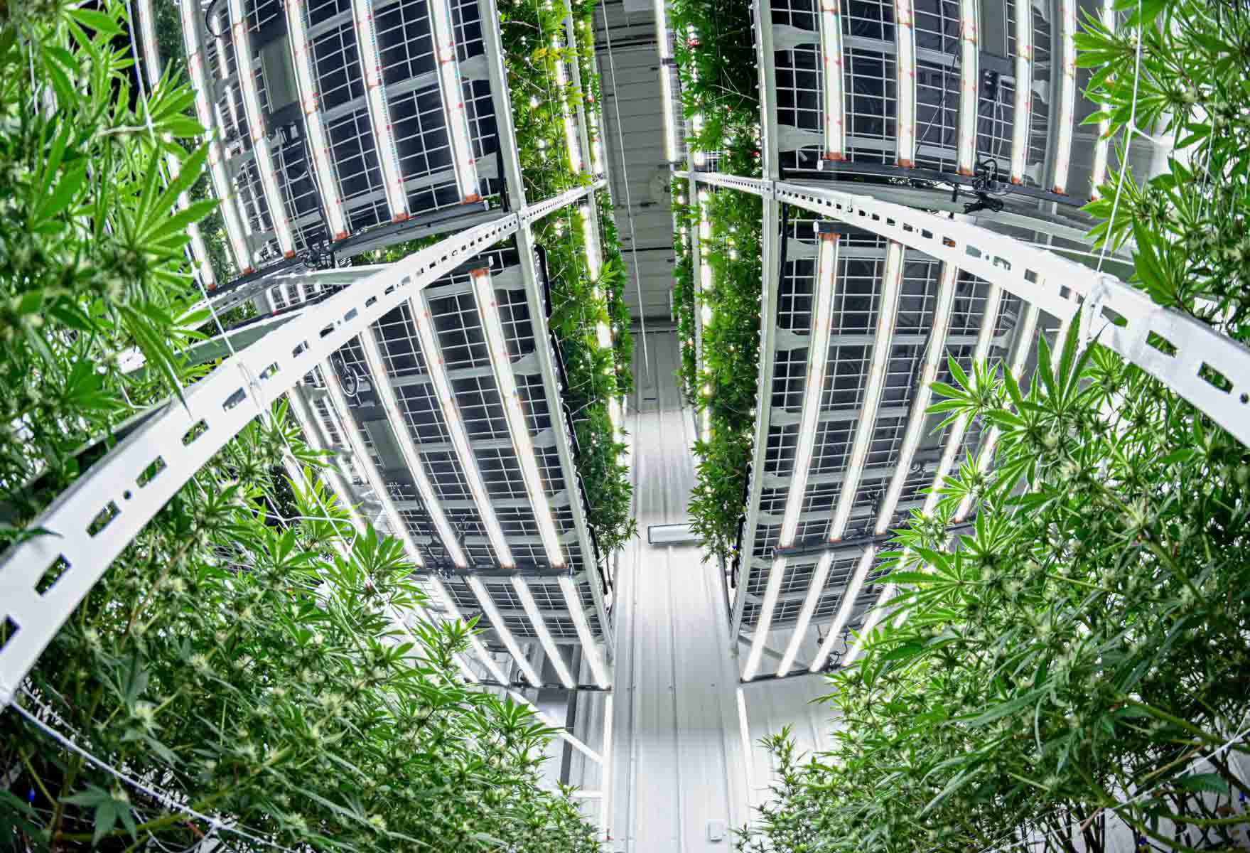 Employee adjusting a mobile shelving system for plant cultivation in an indoor environment.