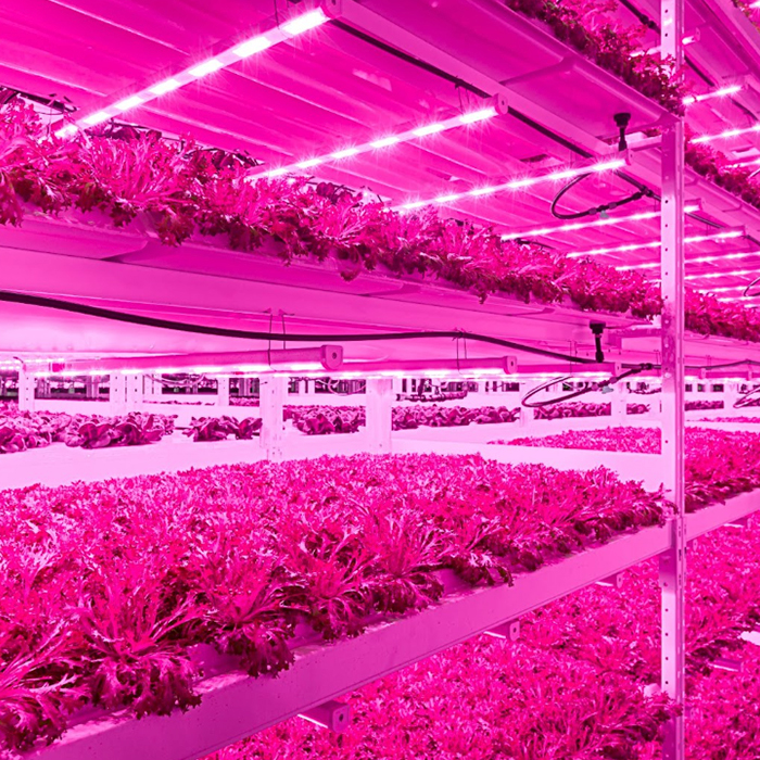 Scaling Up Vertical Farming: Is It Possible?