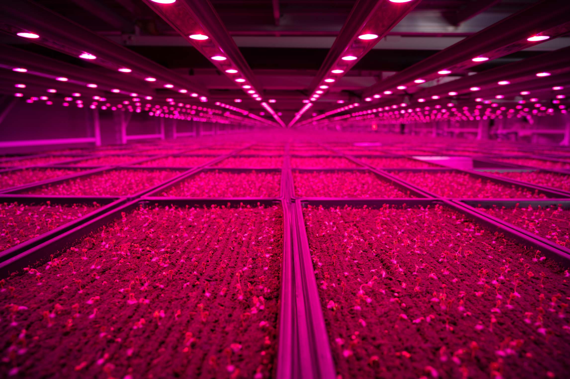 Cultivo de plantas bajo iluminaci&#243;n LED roja en un sistema de cultivo interior.