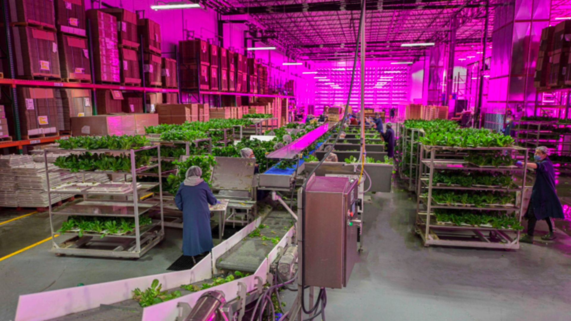 Indoor farming facility with LED lighting, workers handling vegetable plants.