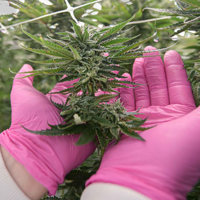 Cannabis flower in the pink-gloved hands of a cultivator.