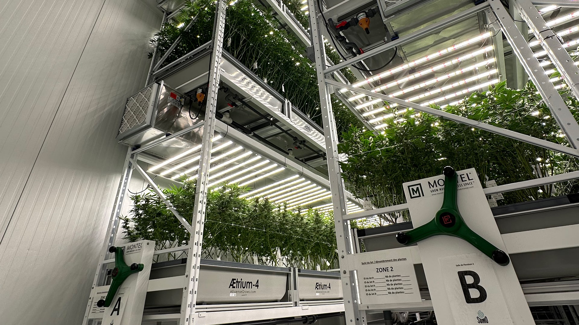 Vertical farming system with mobile shelving and LED lighting for cannabis plants.