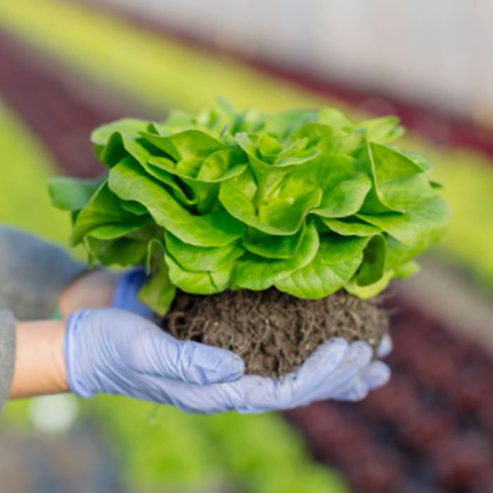 Young lettuce plant with roots, held by a gloved hand.