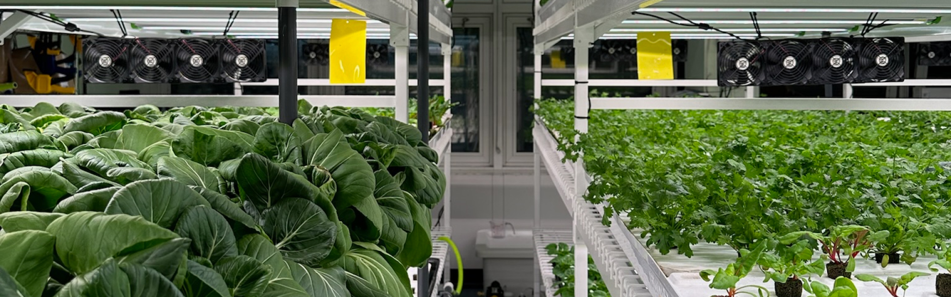 Indoor cultivation of lettuce and leafy greens in a vertical farm system under controlled ventilation.