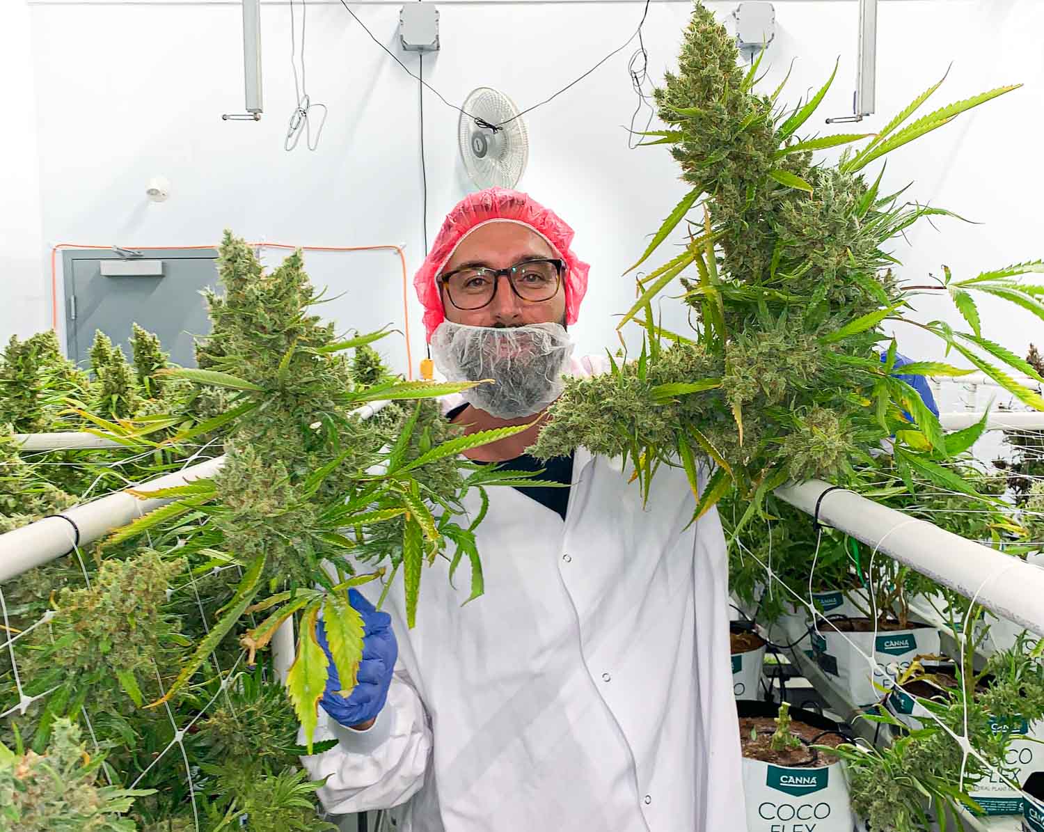 Employee in a cannabis cultivation facility surrounded by plants.