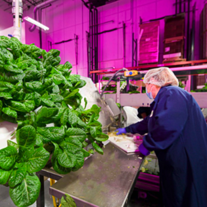 Employee working with vegetable plants under indoor LED lighting.